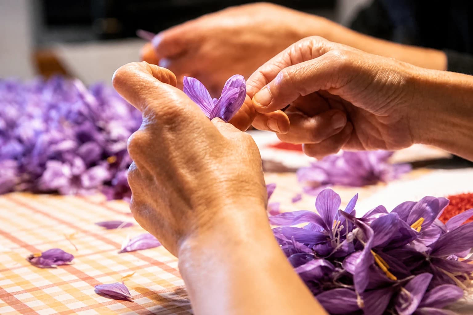 Guided saffron lab tour with tasting — Experiences
