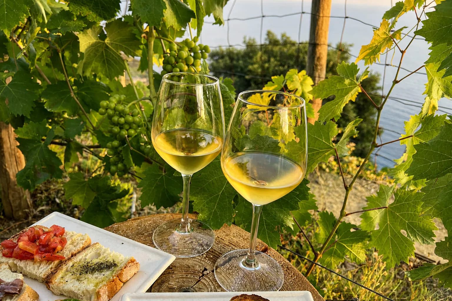 Vermentino dűlőlátogatás és kóstoló — Mit kell koordinálni